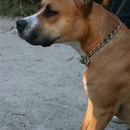 Amerikansk staffordshire terrier Shiva