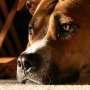 Amerikansk staffordshire terrier Shiva