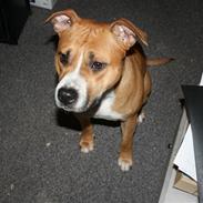 Amerikansk staffordshire terrier Shiva