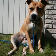 Amerikansk staffordshire terrier Shiva