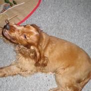 Cocker spaniel santos