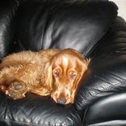 Cocker spaniel santos