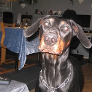 Dobermann kaiza R.I.P