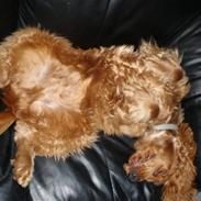 Cocker spaniel santos