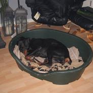 Dobermann kaiza R.I.P