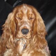 Cocker spaniel santos