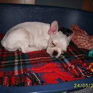 Fransk bulldog ARTHUR