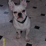 Fransk bulldog ARTHUR