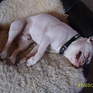 Fransk bulldog ARTHUR
