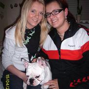 Fransk bulldog ARTHUR