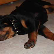 Rottweiler Kita <3