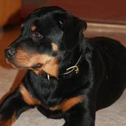 Rottweiler Kita <3