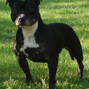 Staffordshire bull terrier Nala