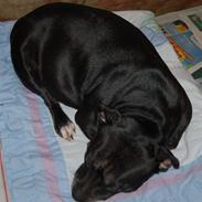 Staffordshire bull terrier Nala