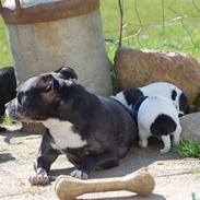 Staffordshire bull terrier Nala