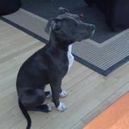 Amerikansk staffordshire terrier luna