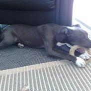 Amerikansk staffordshire terrier luna