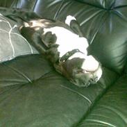 Amerikansk staffordshire terrier Kenzo