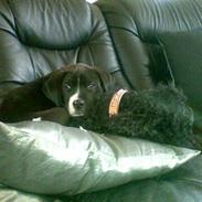 Amerikansk staffordshire terrier Kenzo