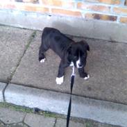 Amerikansk staffordshire terrier Kenzo