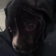 Amerikansk staffordshire terrier Kenzo