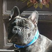 Fransk bulldog Albert