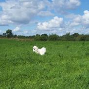 Samojedhund Buddy 