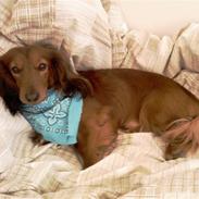 Dværggravhund Miki <3