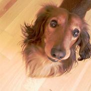 Dværggravhund Miki <3