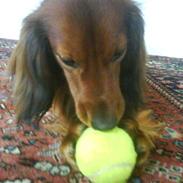 Dværggravhund Miki <3