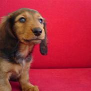 Dværggravhund Miki <3