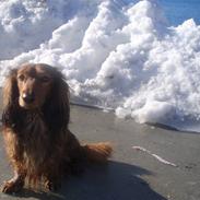 Dværggravhund Miki <3