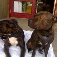 Staffordshire bull terrier Fiona