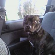 Staffordshire bull terrier Fiona