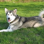 Alaskan malamute Xena
