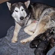 Alaskan malamute Xena