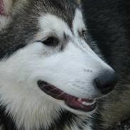 Alaskan malamute Xena