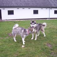 Alaskan malamute Xena