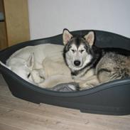 Alaskan malamute Xena