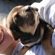 Cane corso capello 
