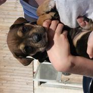 Cane corso capello 
