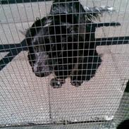 Cocker spaniel Familien's Wilma<3