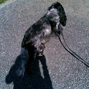 Cocker spaniel Familien's Wilma<3