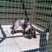 Cocker spaniel Familien's Wilma<3