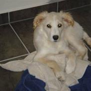 Blanding af racer Bailey cocker-samajede