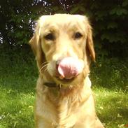 Golden retriever nala min elskede hvalp