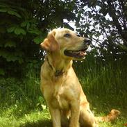 Golden retriever nala min elskede hvalp