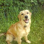 Golden retriever nala min elskede hvalp