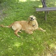 Golden retriever nala min elskede hvalp