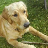 Golden retriever nala min elskede hvalp